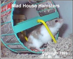Wire wheel covered with cardboard, Hamster Jenny